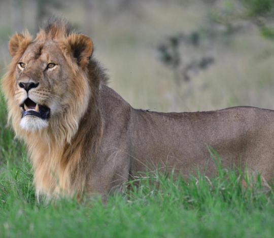 Lion standing